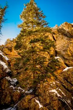 Lone Tree Stock Photos