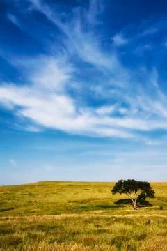 The lone tree Stock Photos