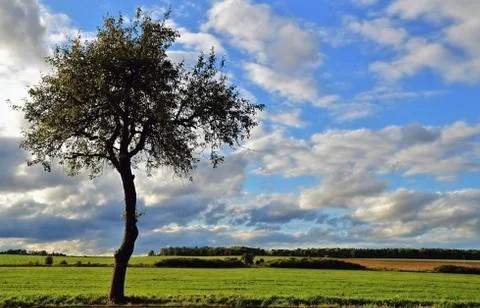Lone tree Stock Photos