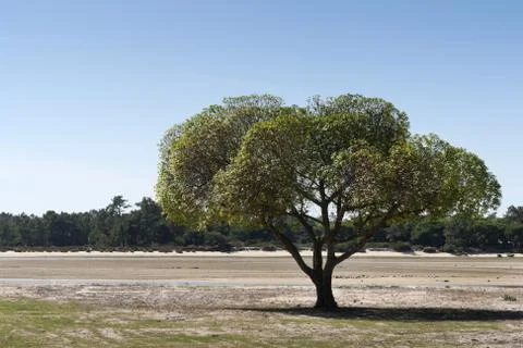 Lone tree Stock Photos