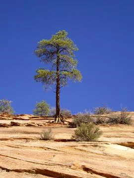 Lone tree Stock Photos