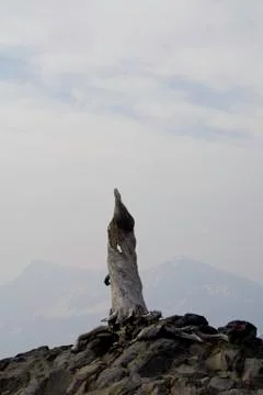 Lone Tree Stock Photos