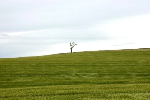 Lone Tree Stock Photos
