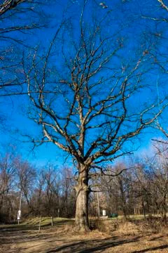 Lone Tree Stock Photos