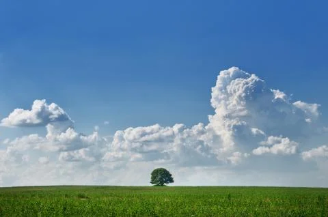 Lone tree Stock Photos