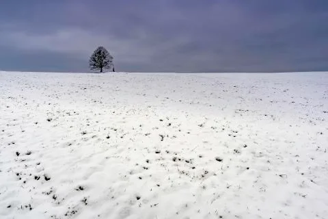 A lone tree Stock Photos