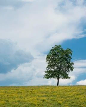 Lone Tree Stock Photos