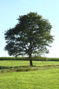 Lone tree Stock Photos