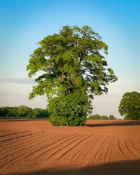 Lone tree Stock Photos