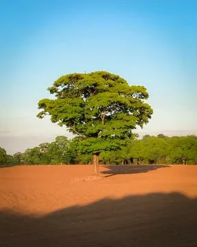 Lone tree Stock Photos