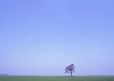Lone tree Stock Photos