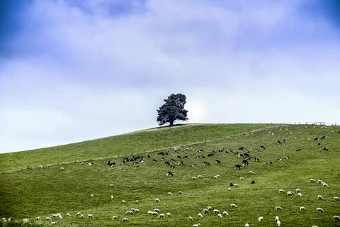 Lone tree Stock Photos