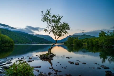Lone Tree Stock Photos