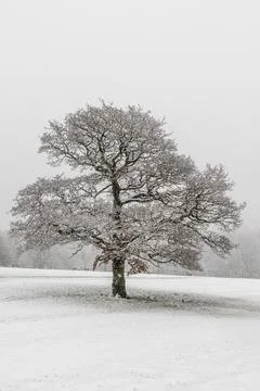 Lone tree Stock Photos