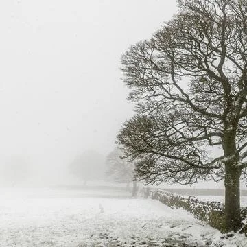 Lone tree Stock Photos