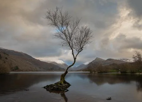 The Lone Tree Stock Photos