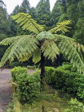 Lone Tree Stock Photos