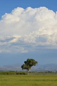 Lone Tree Foto stock