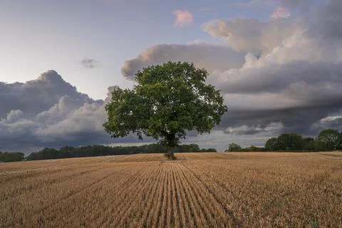 Lone tree in ploughed field with dramatic sky, Congleton, Cheshire, England, Stock Photos