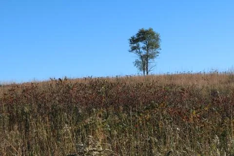 Lone Tree on the Prairie Stock Photos