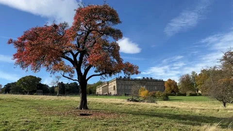 Lone tree with red autumn foliage standing in a field of green grass with a.. Stockbeeldmateriaal 236375375