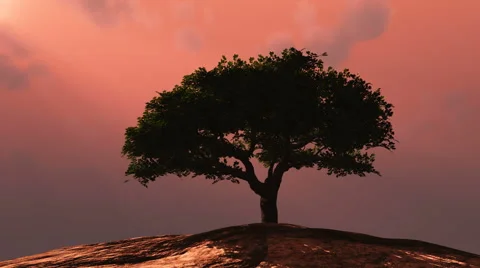 Lone tree with red sky Stock Footage 40344841