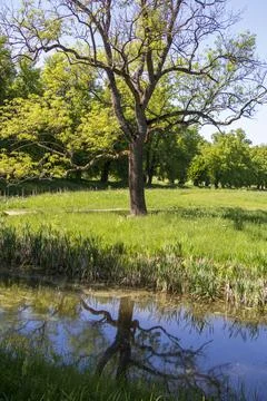 Lone Tree Reflected in a Tranquil Pond in Lush Greenery Stock Photos