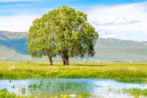 Lone Tree with Reflection in Water - Spring Horizontal Background Stock Photos