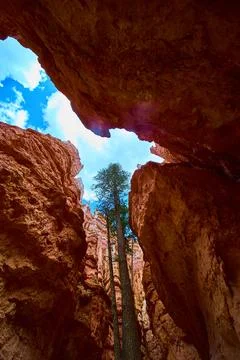 Lone Tree Rising Between Towering Orange Rock Walls and Blue Sky Utah Canyon 스톡 사진