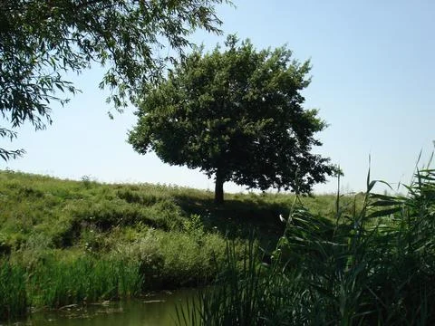 Lone Tree by the Riverside in Summer Light Stockfoto's