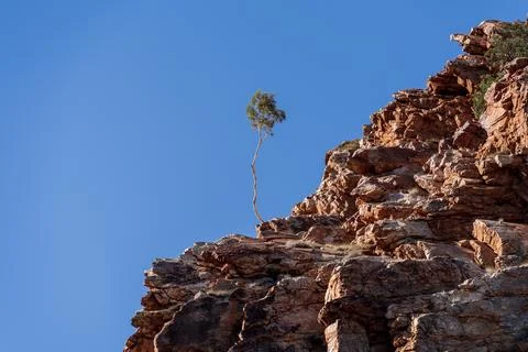 Lone tree on the rock cliff Stock Photos
