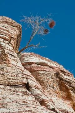 Lone tree in rock Stock-Fotos