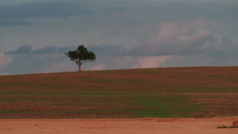 Lone Tree on Rolling Farmland Hillside, Locked-Off Shot Видео 345264940