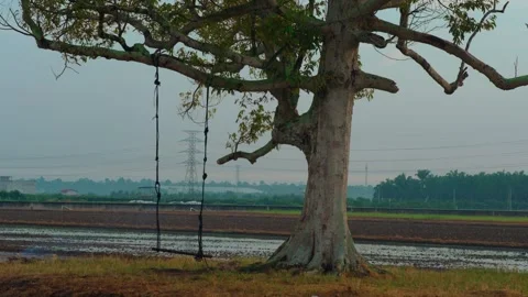 A lone tree with a rope swing in a flooded paddy field with water reflection in 库存影片 341002091