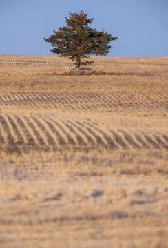 Lone Tree Saskatchewan 写真素材