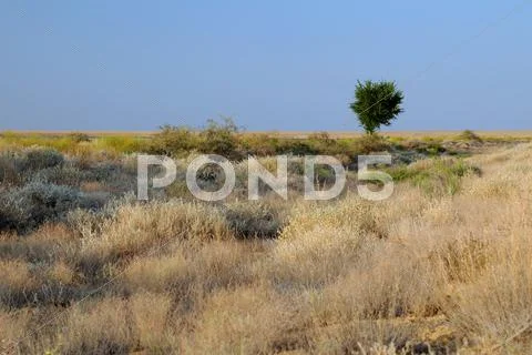 Lone tree in savanna Stock Photos