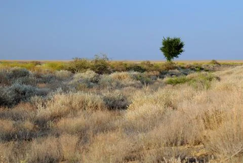 Lone tree in savanna Stock Photos
