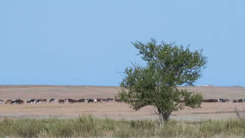 Lone tree in savannah. Herd of cows grazing in the background. Stock Footage 87733725