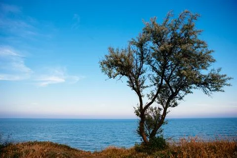 A lone tree by the sea in the rays of the setting sun, overlooking the sea. Stock Photos