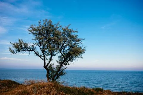 A lone tree by the sea in the rays of the setting sun, overlooking the sea. Stock Photos