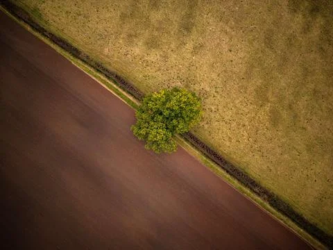 A lone tree separating two different farmers fields near woodland, drone view Stock Photos