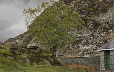 Lone tree by the side of Llyn Ogwen against a grey stormy sky Stock Photos