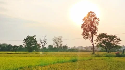 Lone Tree Silhouette Against Sunset in Rural Landscape Stock Footage 321136036