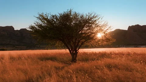 Lone Tree Silhouette in Golden Grass Field at Sunset with Mountain Backdrop. Stock Footage 337918182