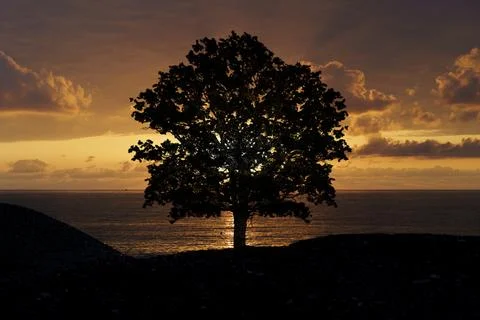 Lone Tree Silhouette at Sunset Foto stock