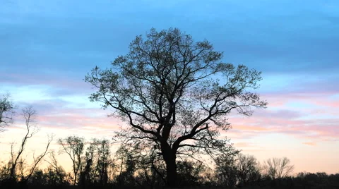 Lone Tree Silhouetted at Dusk Stock Footage 63180408