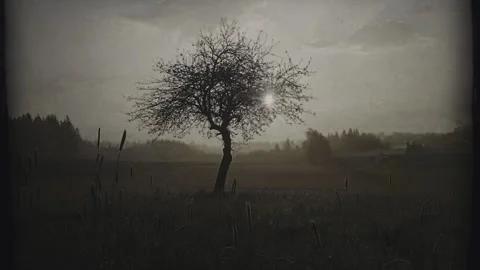 Lone Tree Silhouetted Light with Noisy Old Film Look Overlays Roll Running. Stock Footage 311762354