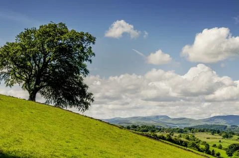 Lone tree on a slope Stock Photos