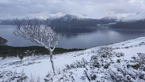 A lone tree with snow Stock Footage 122932791