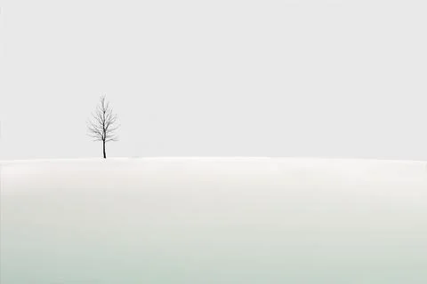 Lone tree in the snow Stock Photos